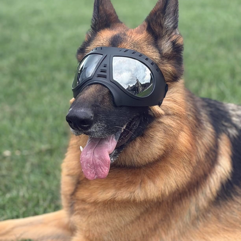 Pet Glasses for Medium Large-s - Sunglass Retainer Cord incelemesi ve fiyatı